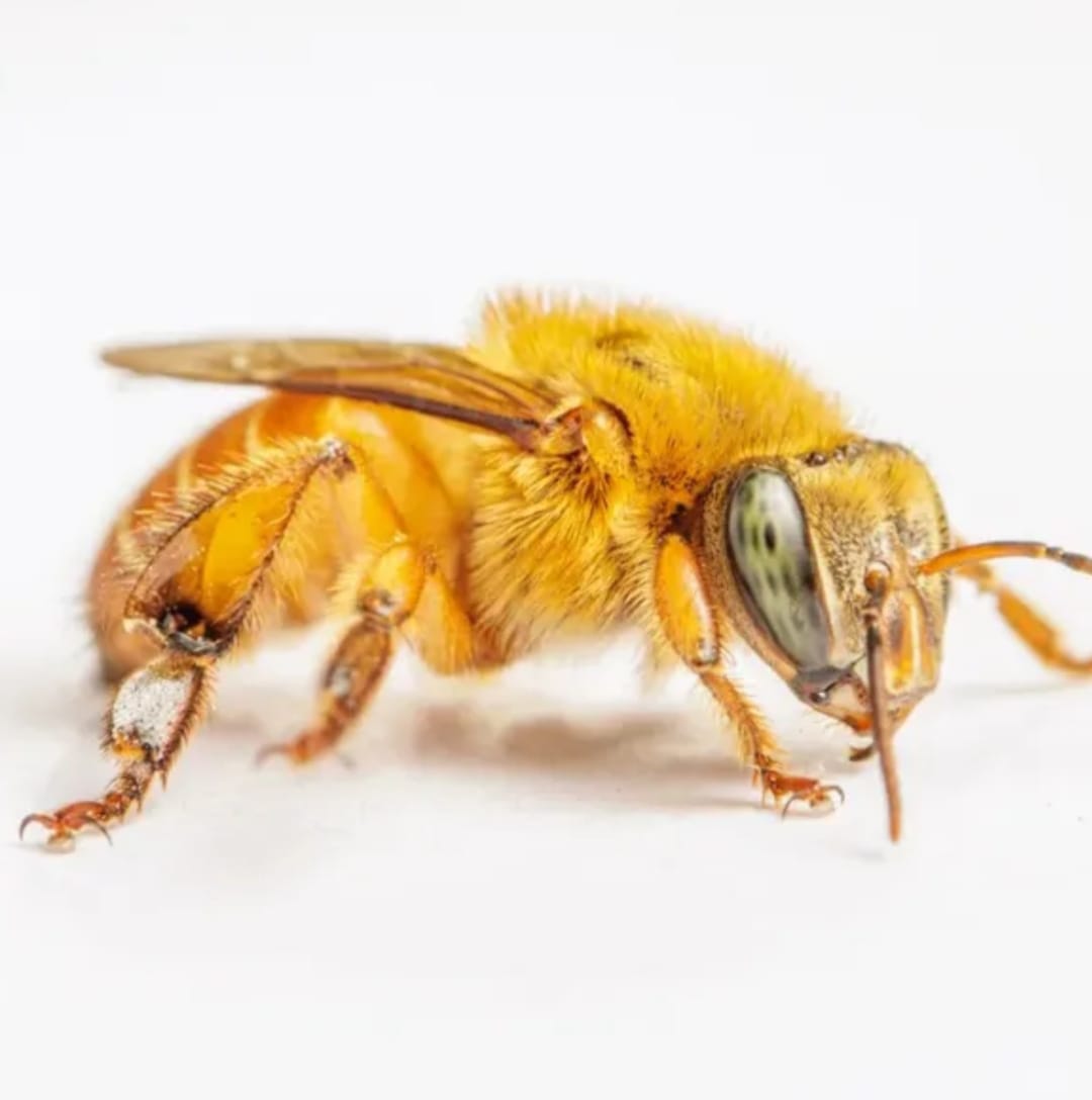 Melipona crinita